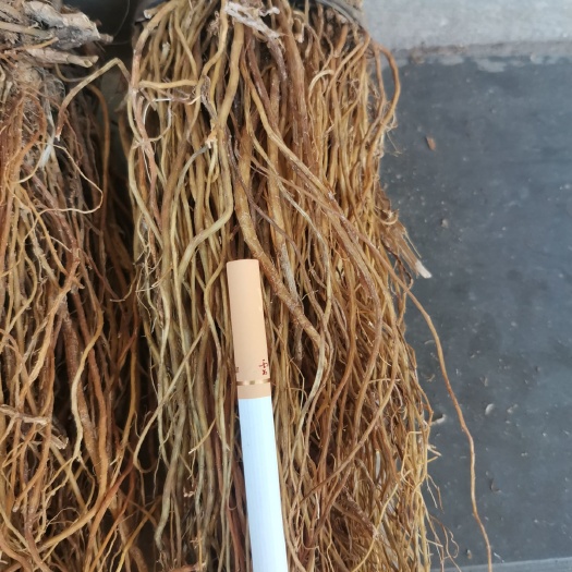 云县坚龙胆 龙胆草产地大货直供