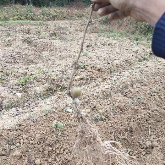 苍溪县苍溪红心猕猴桃苗 红心猕猴桃苗，