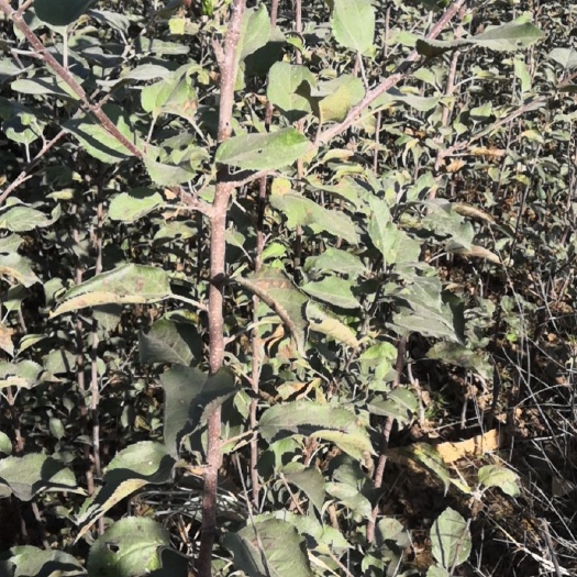 赞皇县一次嫁接乔化苹果苗，二次嫁接矮化富士苹果苗