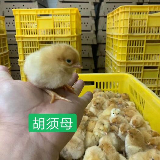 广州胡须鸡苗 统货 