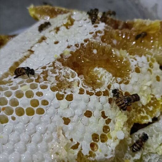 黄山土蜂  黄山蜜蜂，农家自产，采百花酿蜜。无污染纯绿色
