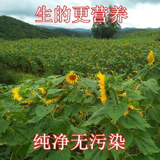 葵瓜子  產(chǎn)品特色:生吃：香、甜、脆，好吃不上火，