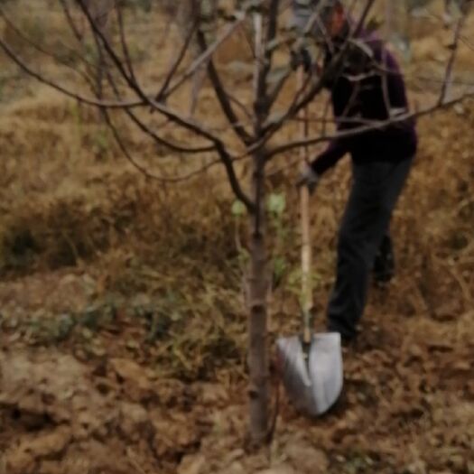 众成一号苹果树苗 