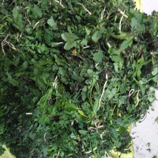邳州市野生荠菜  正宗邳州野生新鲜荠菜