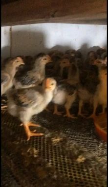 正宗新广k901大种肉鸡苗