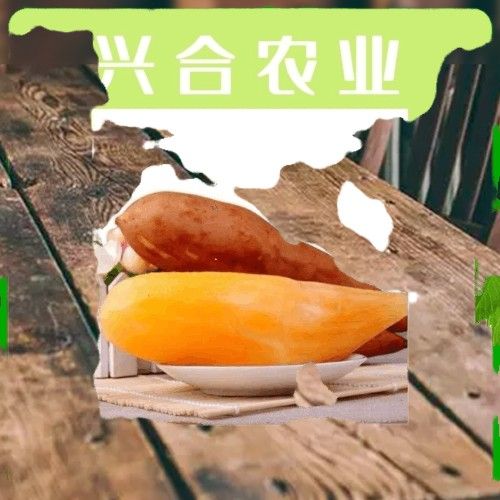 雪莲果25年7月10日新果上巿场批发：电商，微商一件代发