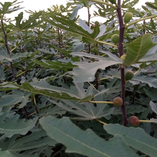 沂水县无花果树苗  波姬红，无花果苗子，当年接果，欢迎订购，保成活
