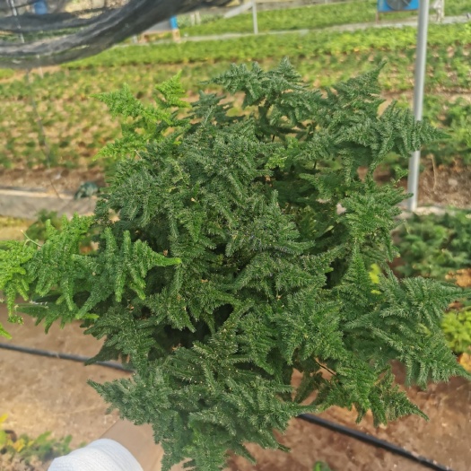 漳平市文竹 云竹 自家基地批发一手货源长期供应货源充足质量保障