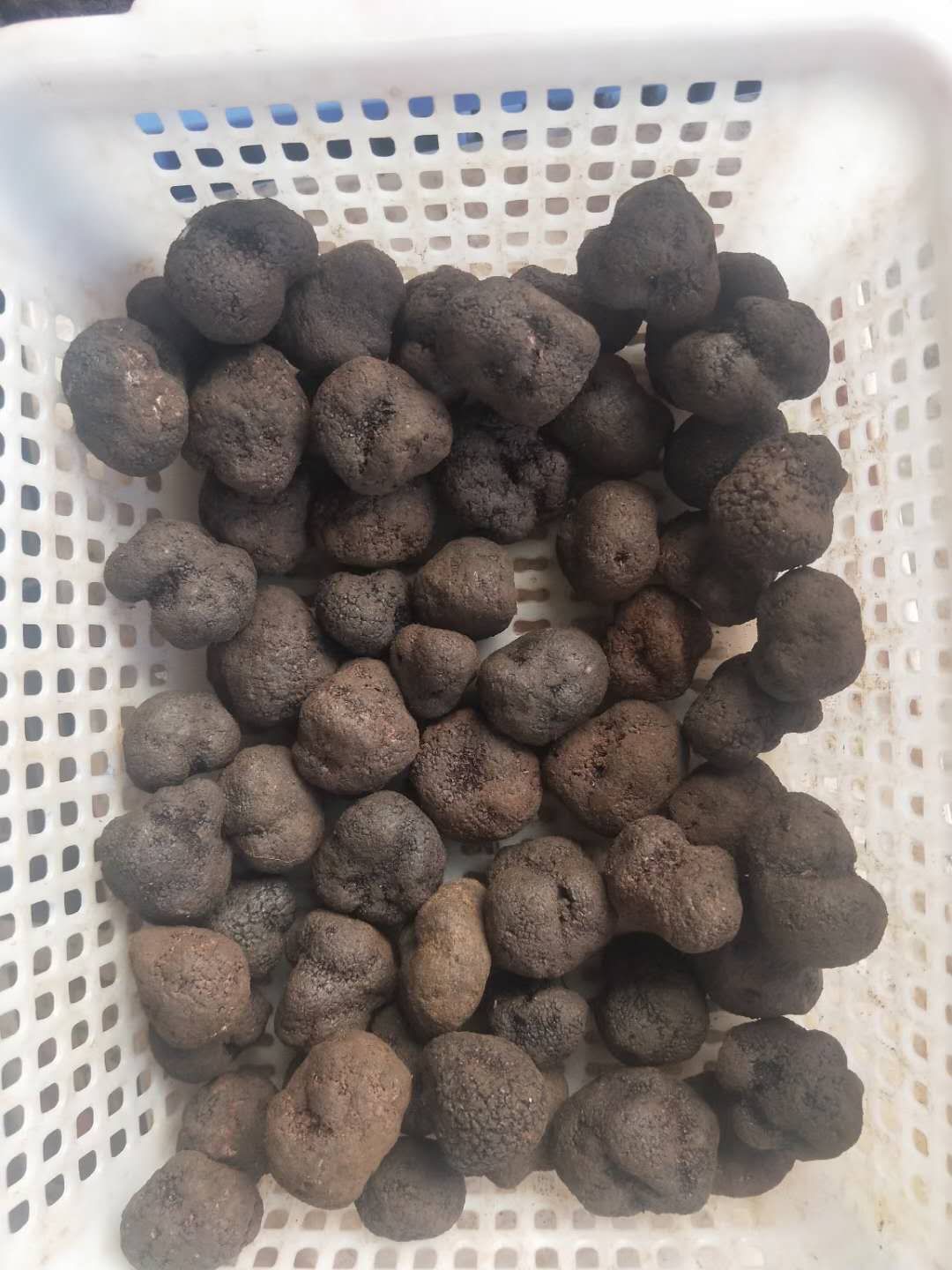 云南黑松露冻品各规格齐全丽江采挖清洗干冻