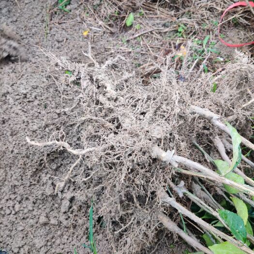 秀山【优质】伦晚脐橙苗，能晚脐橙苗，晚伦脐橙苗可提供正式发票，