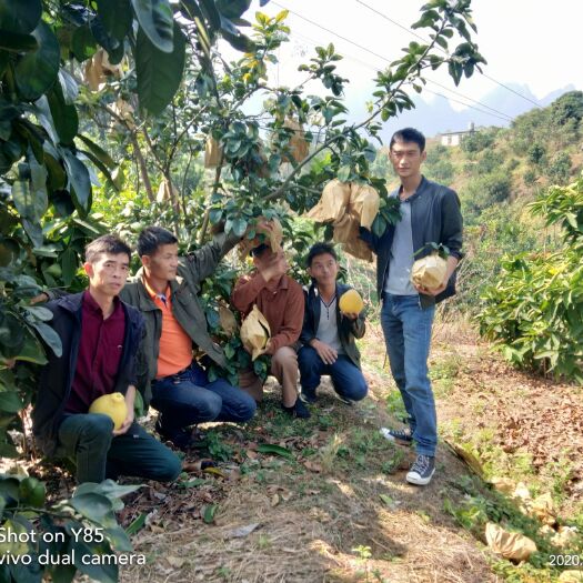 容县桂柚一号苗  （桂柚一号无菌苗）免收粉，挂果高，果均匀，甜度