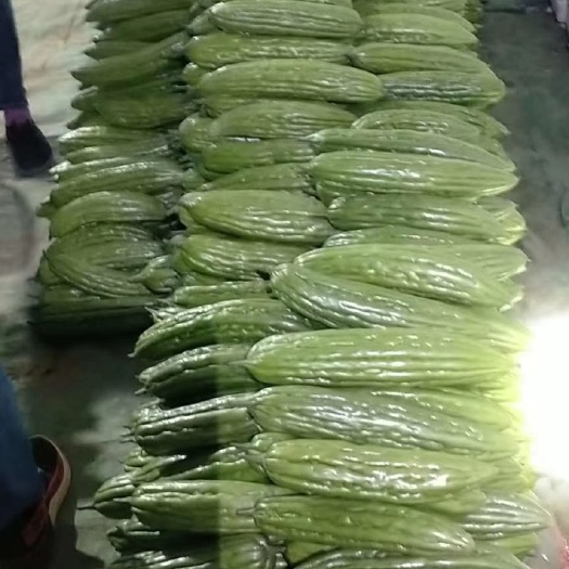 扶绥县绿苦瓜  苦瓜