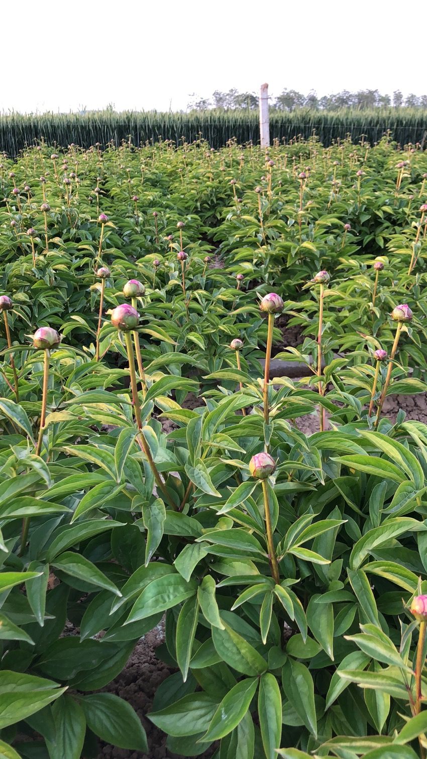 芍药花种植 芍药花种植时间