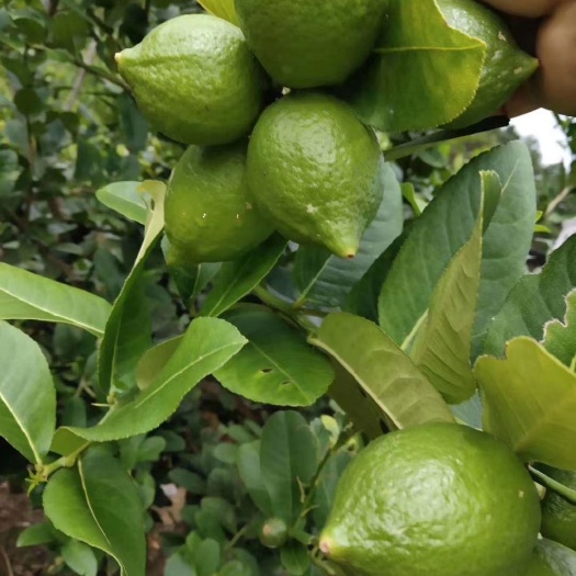 昆明广东香水柠檬