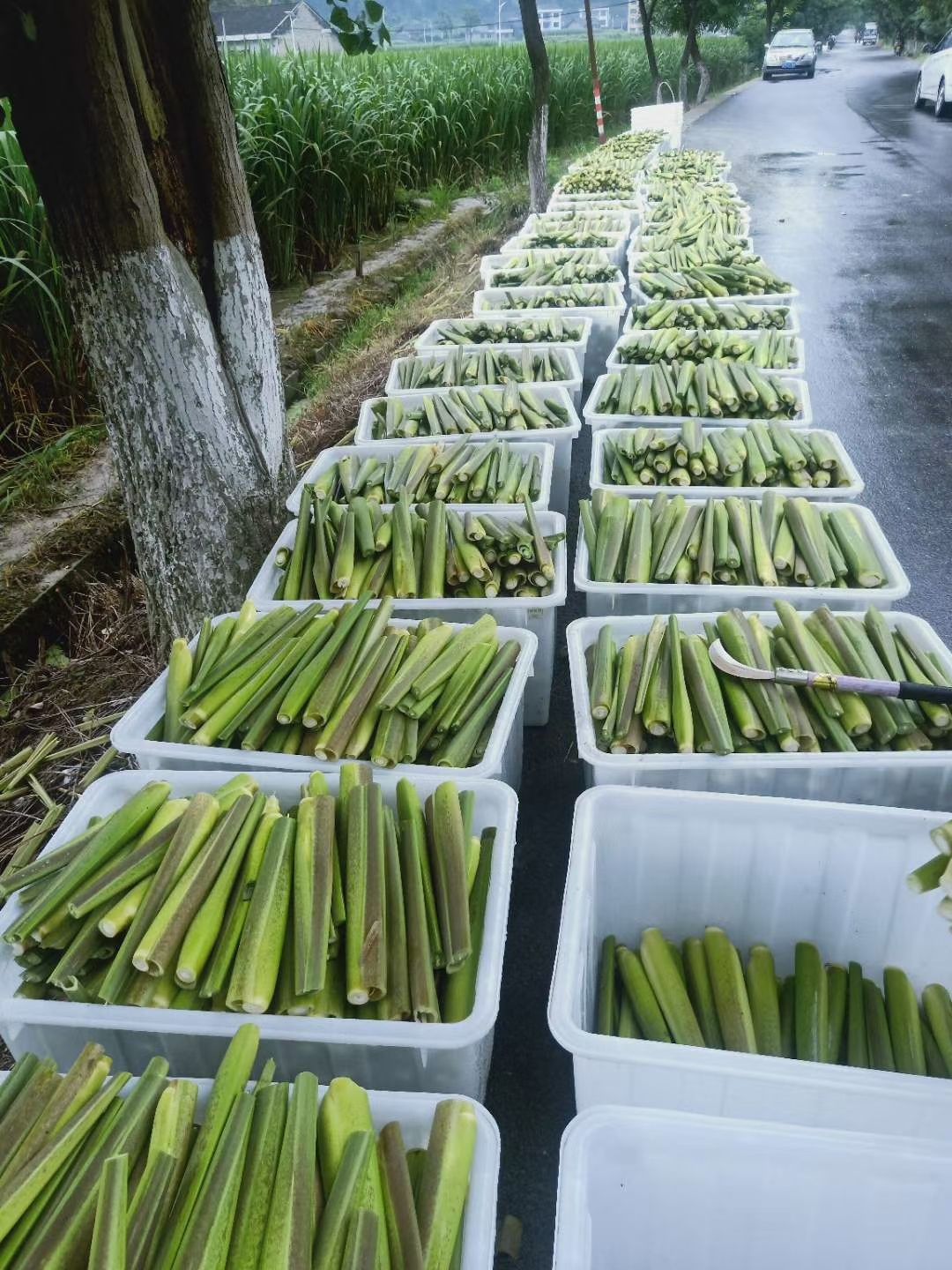 茭白种苗  茭白苗高笋茭白苗双季茭白苗茭白苗 四季 高笋茭白