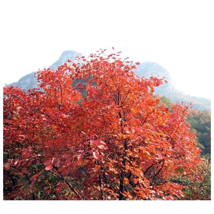 黄栌种子 红叶黄栌种子 红栌种子 黄道栌 香山黄栌树种子金叶