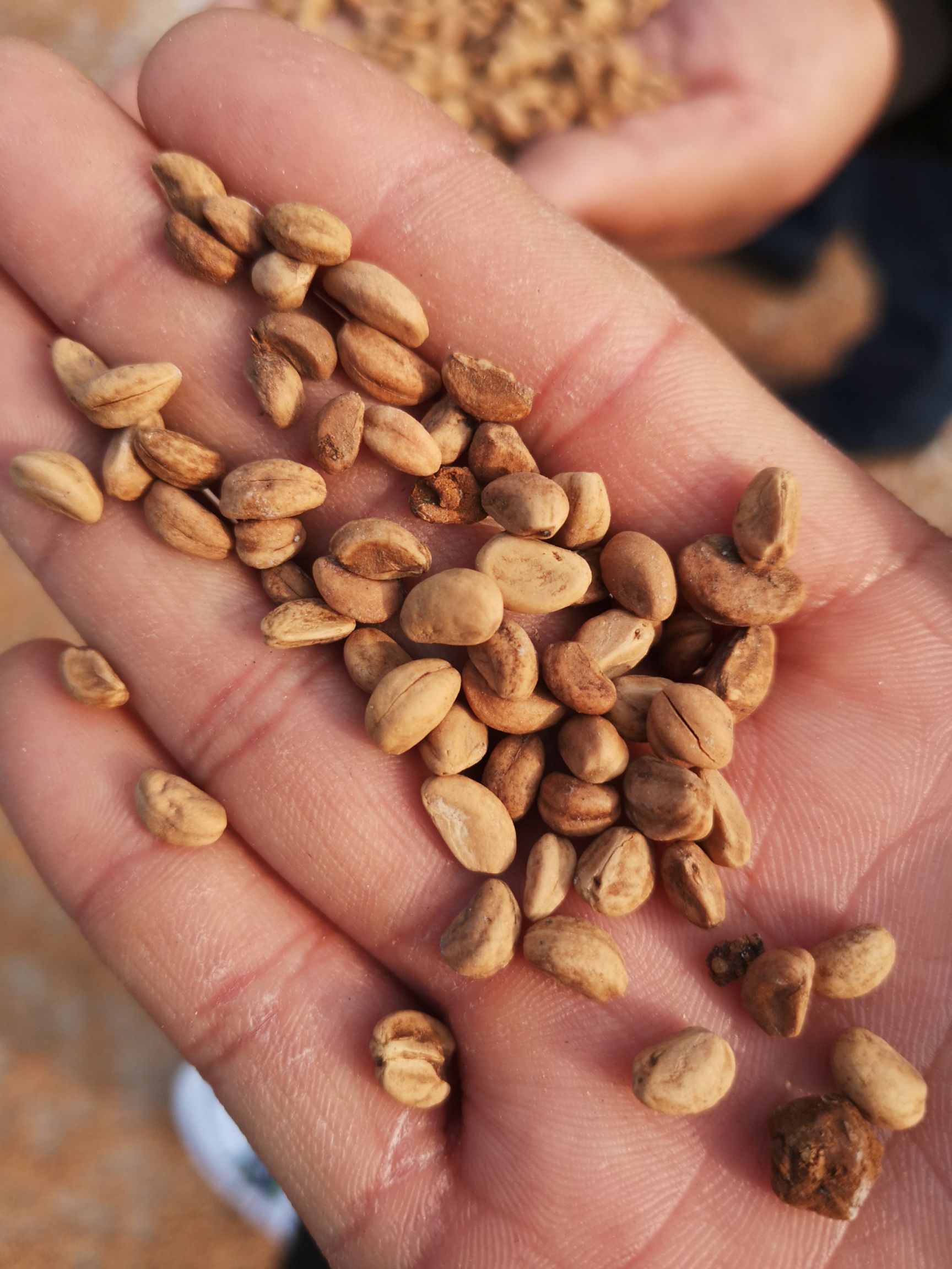 泰安山楂种子  产新2年沙藏种子现货供应出芽率高