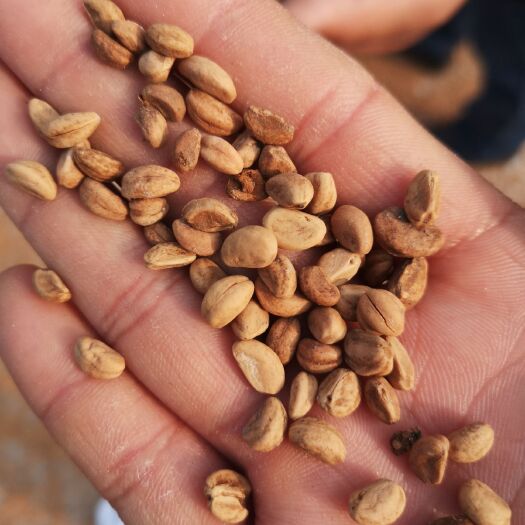 山楂种子  产新2年沙藏种子现货供应出芽率高