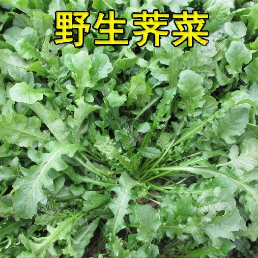 野生荠菜种子地菜种籽荠荠菜种籽秋冬四季野菜青菜蔬菜种孑农家