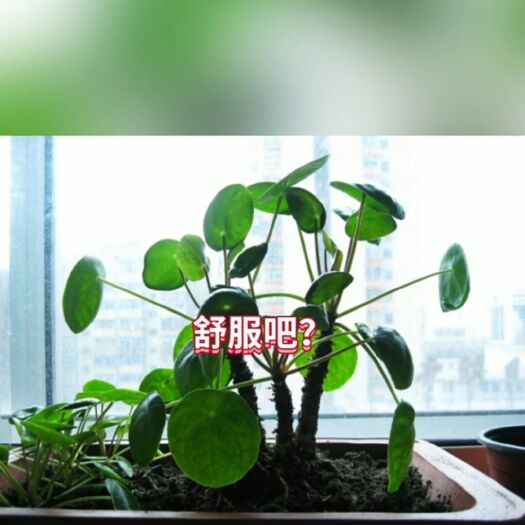 施甸县地被植物 室内盆景绿植