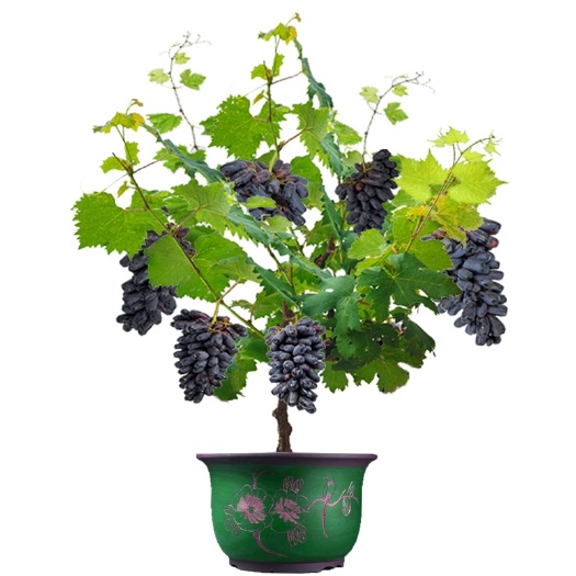 海盐县巨峰葡萄苗  10-15年巨峰葡萄树，夏黑葡萄。阳光玫瑰