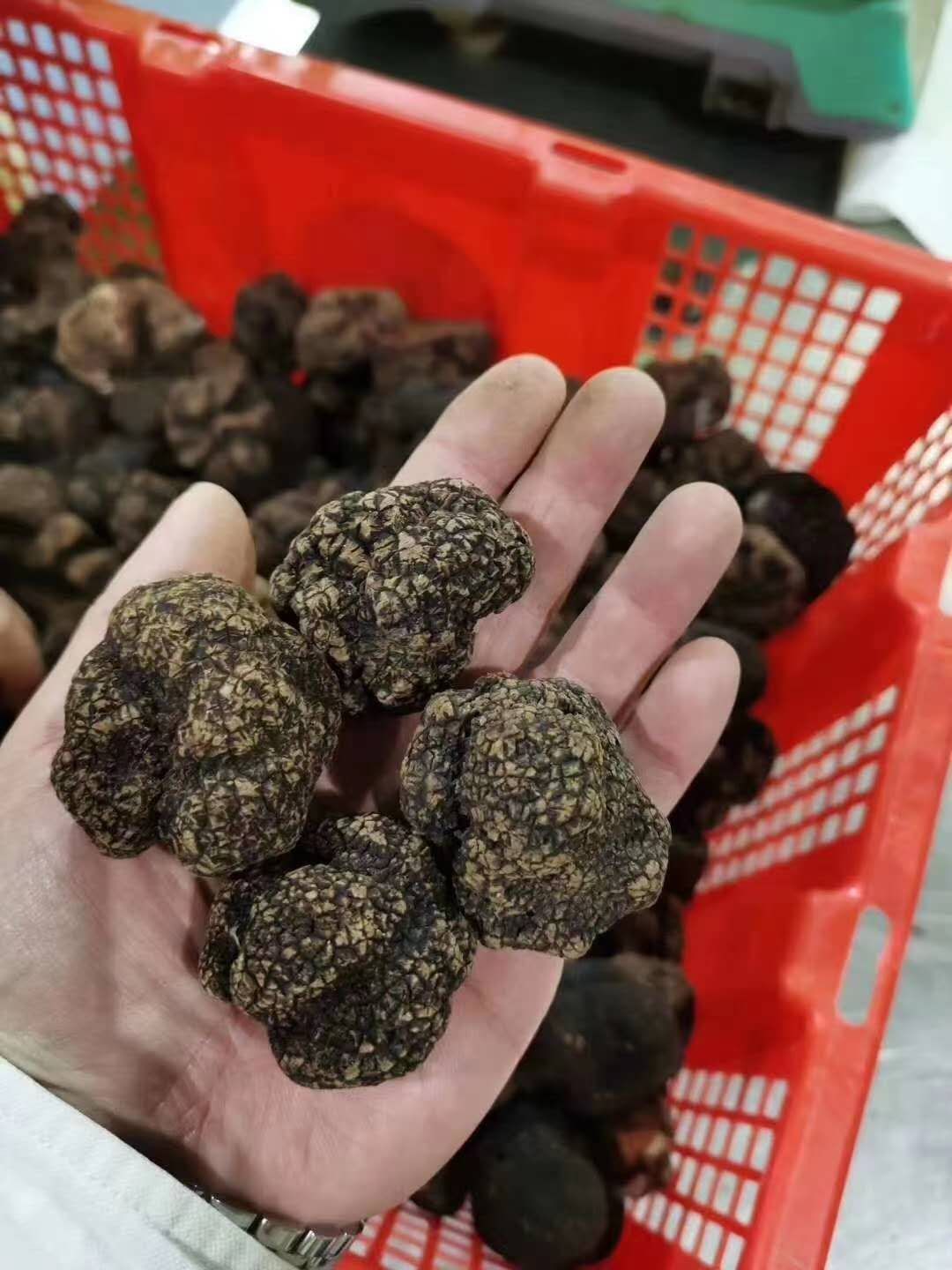 云南黑松露冻品各规格齐全丽江采挖清洗干冻