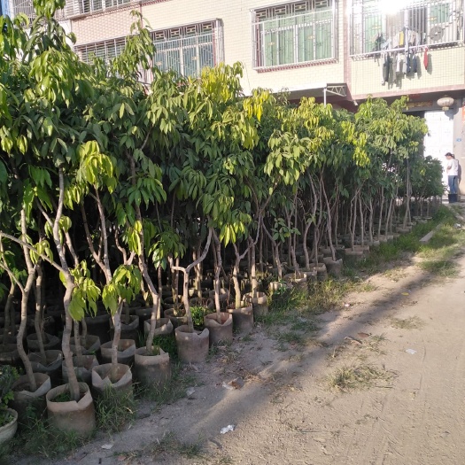 普宁市妃子笑荔枝苗 荔枝实生苗占地苗   袋苗3-5公分苗