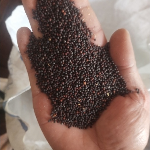 临泉县油菜籽 
