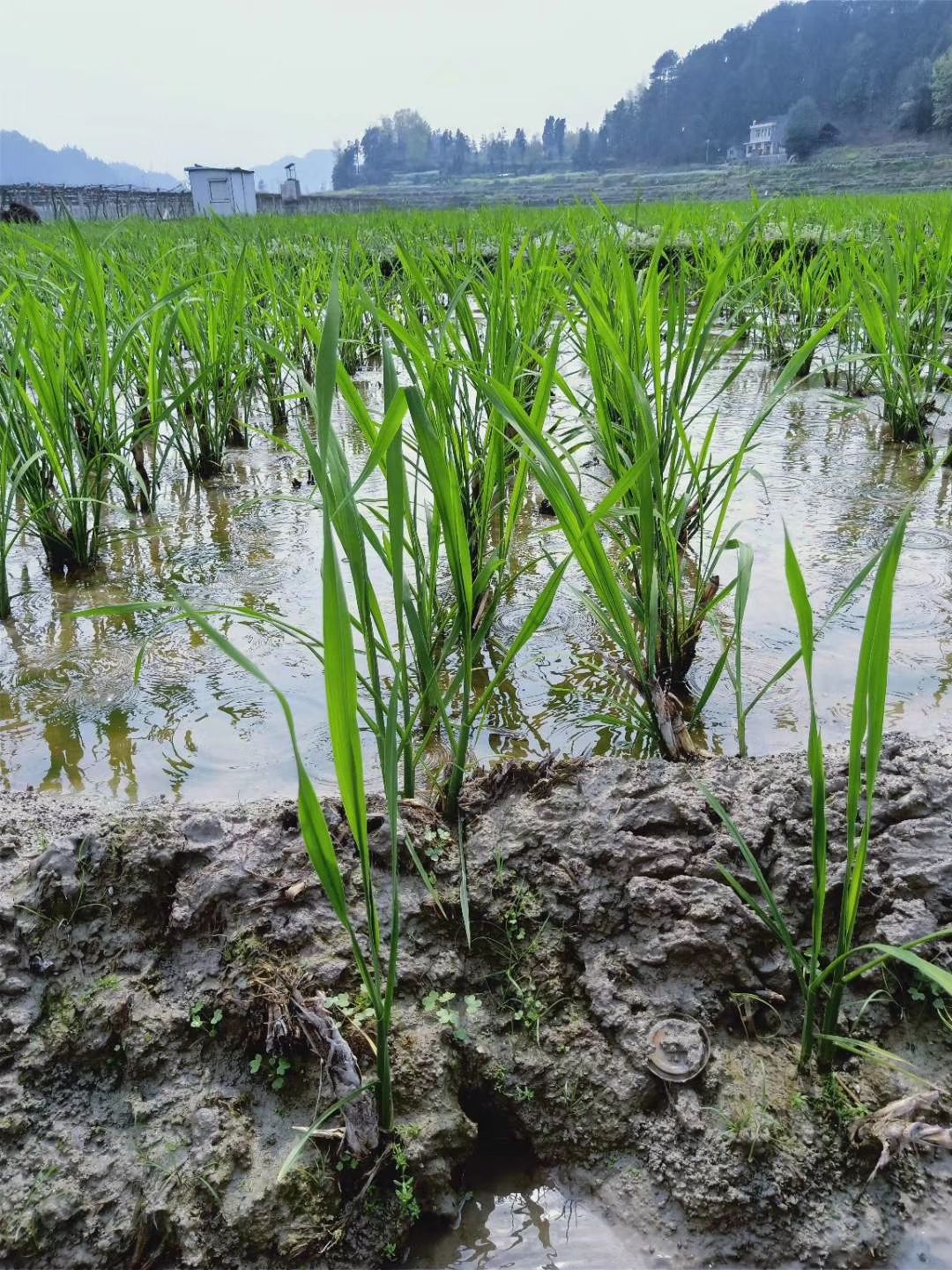 茭白种苗  茭白苗高笋茭白苗双季茭白苗茭白苗 四季 高笋茭白