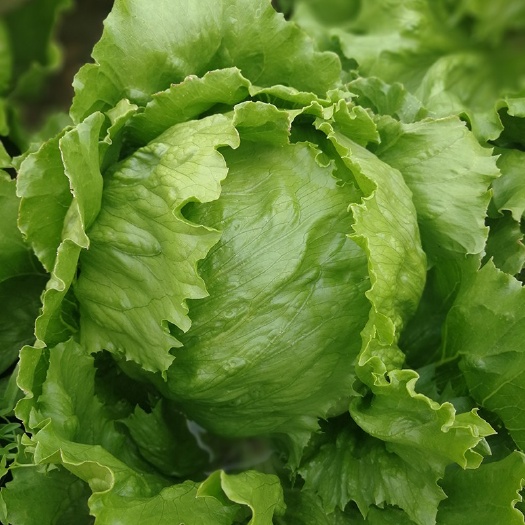夏邑县美湖102结球生菜种子，中熟耐寒，深绿，鲜嫩清香，苦中带甜