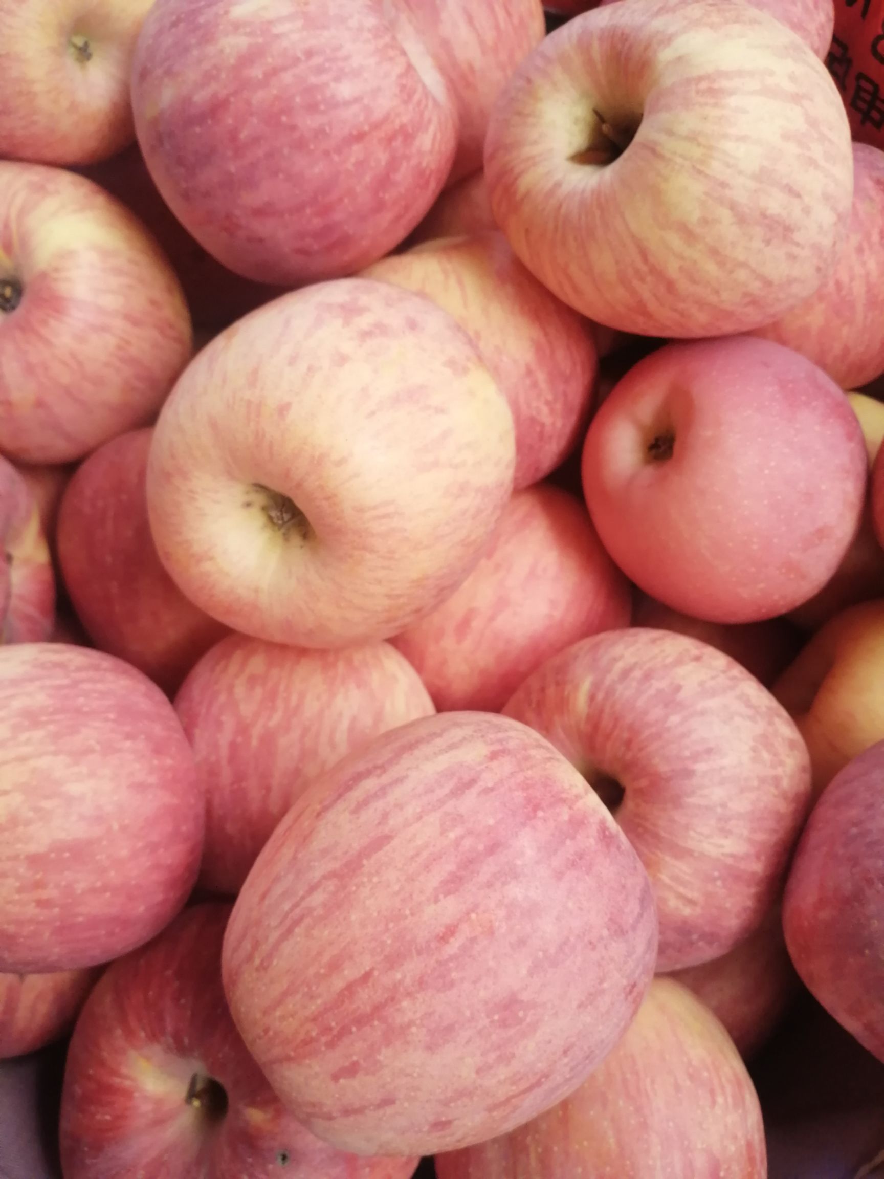 寺河山苹果  灵宝