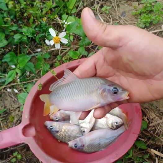 隆林县禾花鱼  自然生长的荷花鲤、鲫鱼