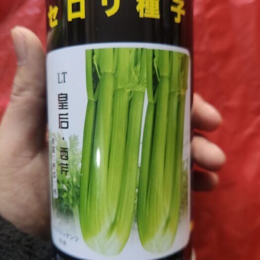 西芹种子 皇后西芹 原装耐热性强 抽薹晚分枝少叶簇直立叶柄实心