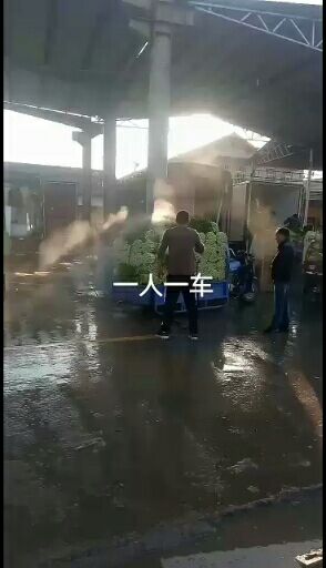 西芹  大量供应，保质保量，无牛中间差价