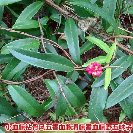 内江鸡血藤  小血藤.钻骨风.五香藤