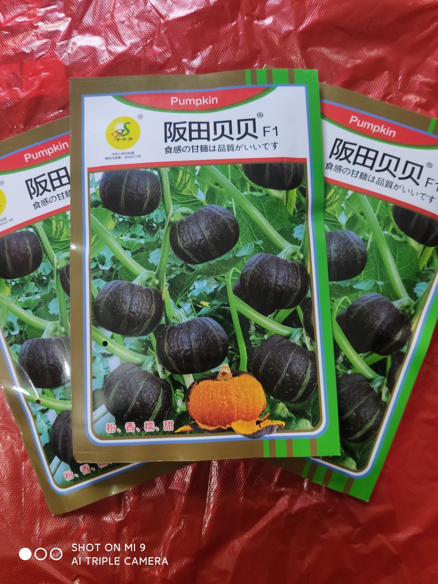 夏邑县贝贝南瓜种子  （原装）阪田贝贝 迷你贝贝南瓜 粉 香 糯 甜 高品质