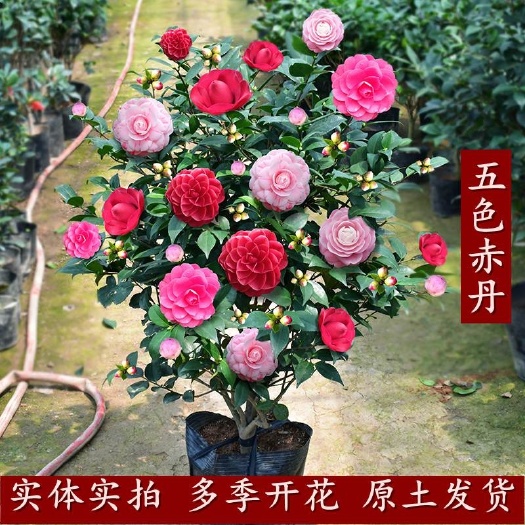 平邑县茶花苗  五色赤丹茶花盆栽树苗带花苞多色白底名贵大花庭院阳台