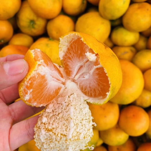 城固县天然，无公害的陕西蜜桔，口感好，补充维生素C，量大可批发