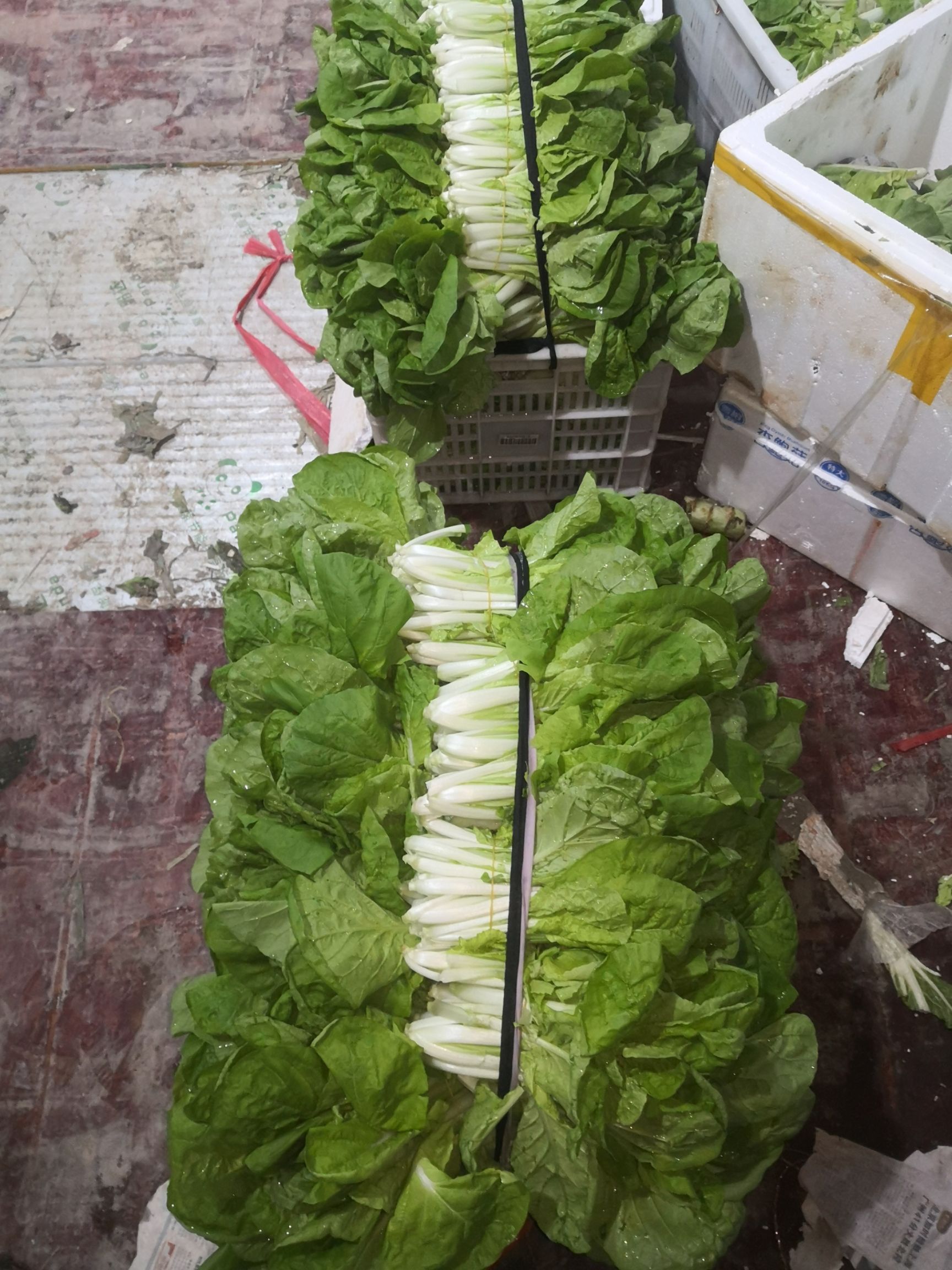 奶白菜  小白菜第一批上市了