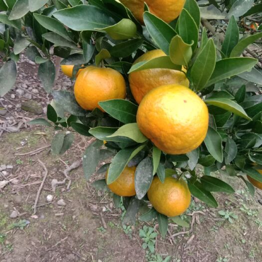 保靖县湘西富硒椪柑