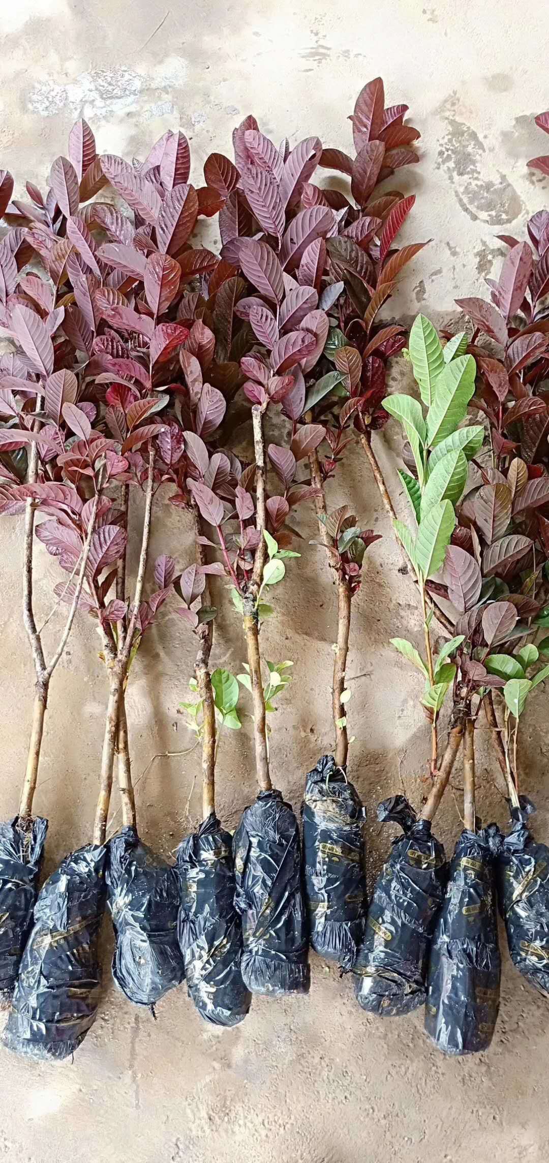 胭脂红番石榴苗紫叶红心番石榴苗嫁接苗胭脂红带叶发货