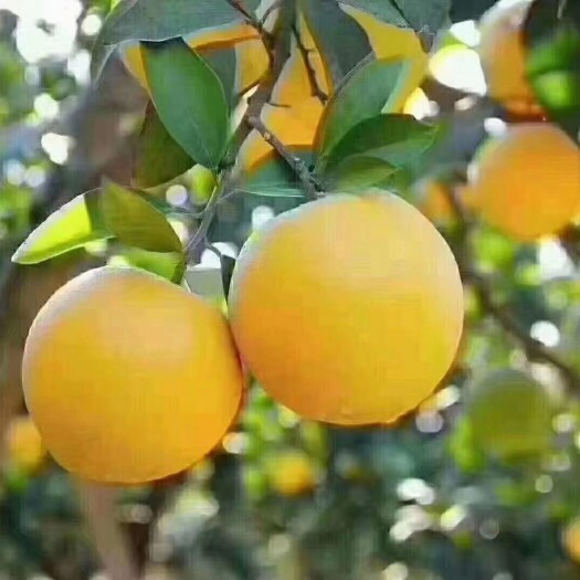永兴县冰糖橙 统货