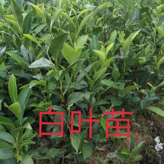 饶平县蜜兰香（白叶）单枞茶树苗