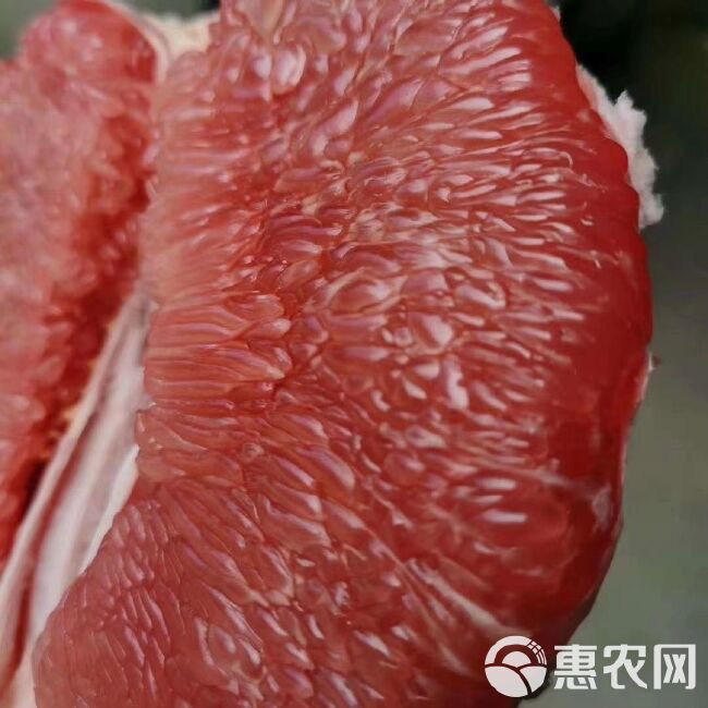 万亩红心蜜柚 白心蜜柚 水分充足 甜润多汁 产地一手货源直供