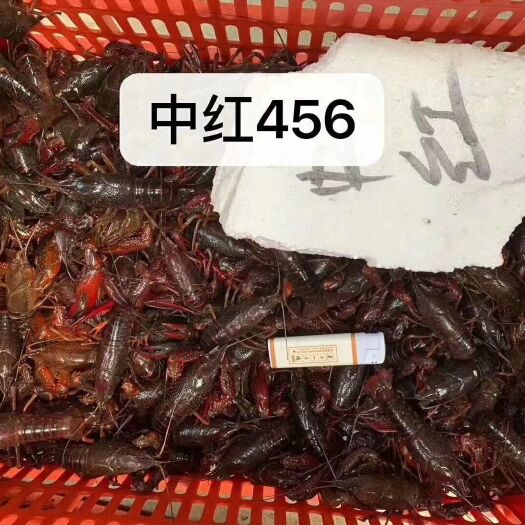潜江市红壳小龙虾 中红4-6钱 