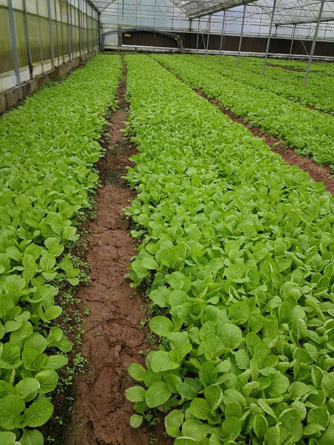 奶白菜  小白菜第一批上市了
