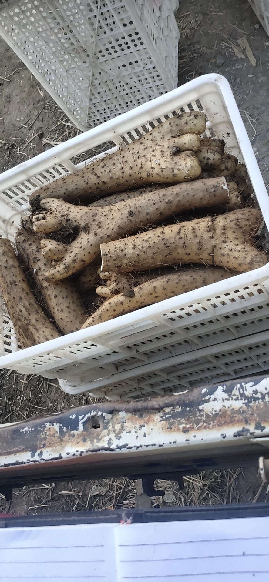 白玉山药  白玉牛腿面山药  精品巴掌货 口感好