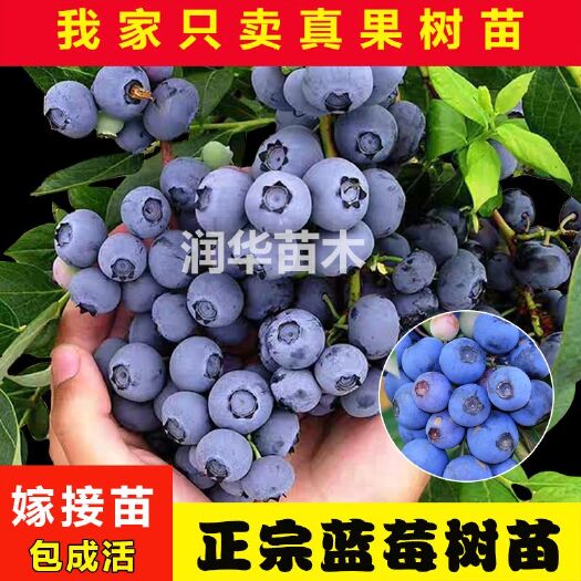 平邑县蓝金蓝莓苗