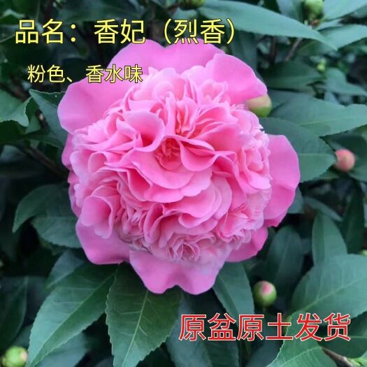 香花茶  香妃茶花专场，浓香味，香水味，茶花正品，香妃茶花需要的联系