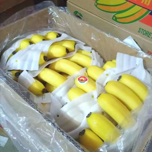 邯郸云南红河香蕉  常年大量供应各大微商，电商，批发商，超市，摊